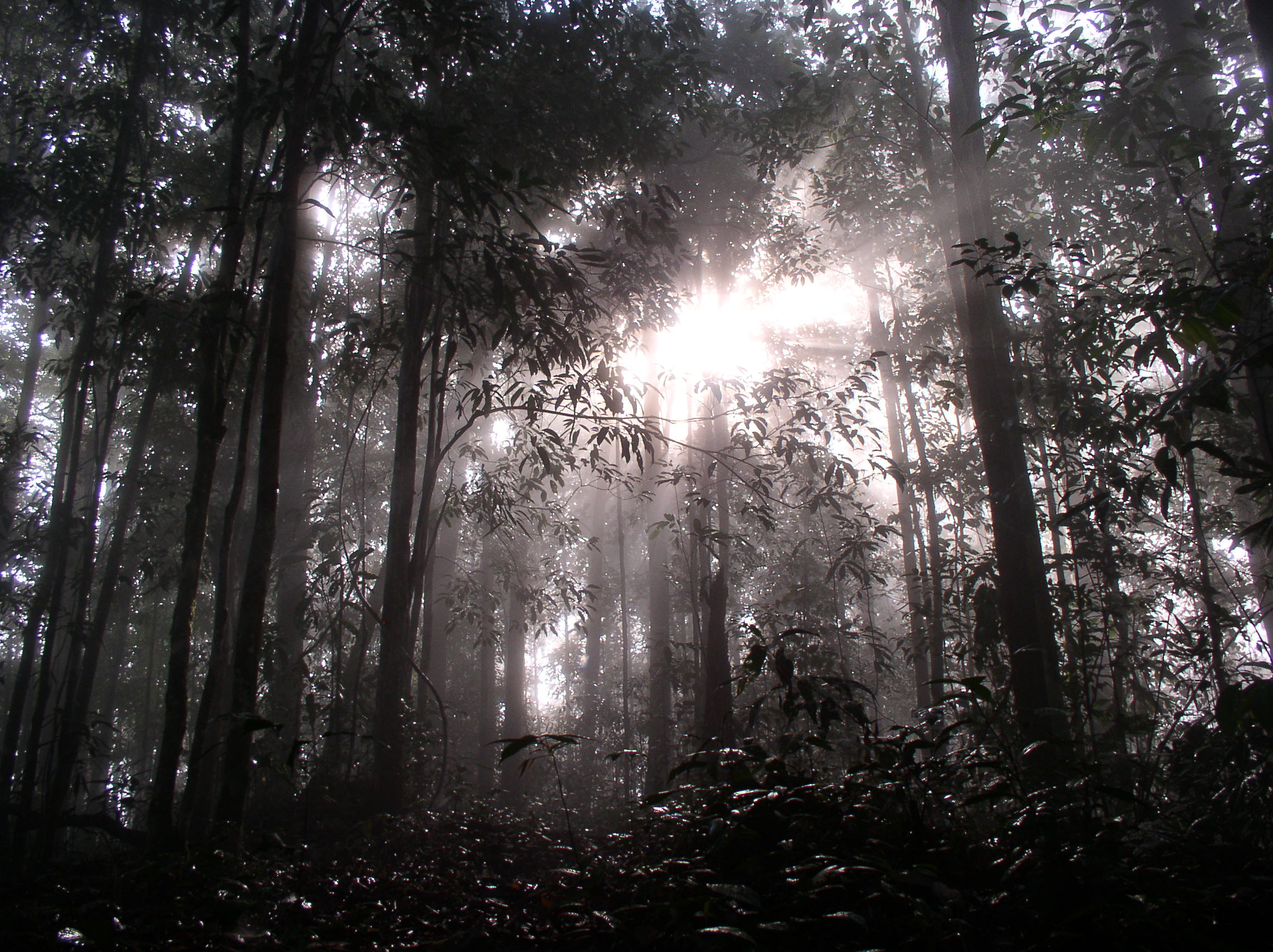 Photo by Cayce, http://flickr.com/photos/49503037845@N01 Dawn in Borneo
