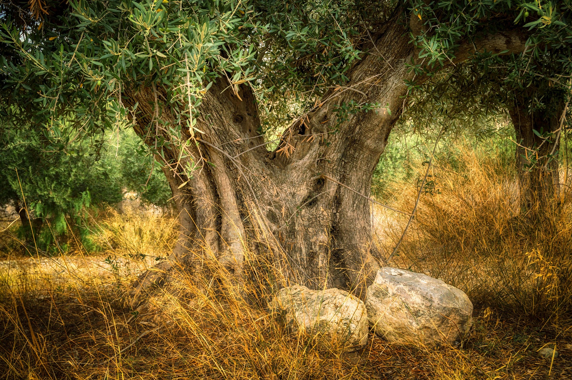Оливковое дерево ствол